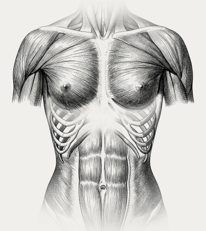 Anatomical illustration of the torso and lower ribs